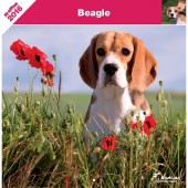 Kalender Beagle 2016