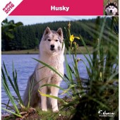 Kalender Siberian Husky 2016