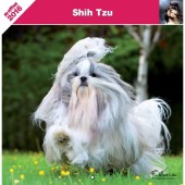 Kalender Shih Tzu 2016