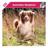 Kalender Australian Shepherd 2016