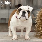 Kalender Engelse Bulldog 2018 - Avonside Publishing - voorblad